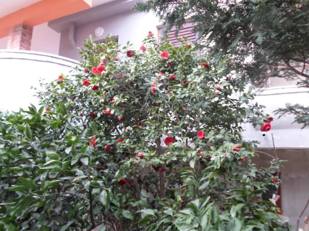 Apartment In Banjole With Air Conditioning, Wifi, Washing Machine 3360-2 0*,